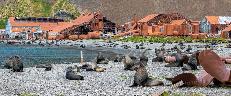 Sea Bears off South Georgia Whaling Station Stromness Bay