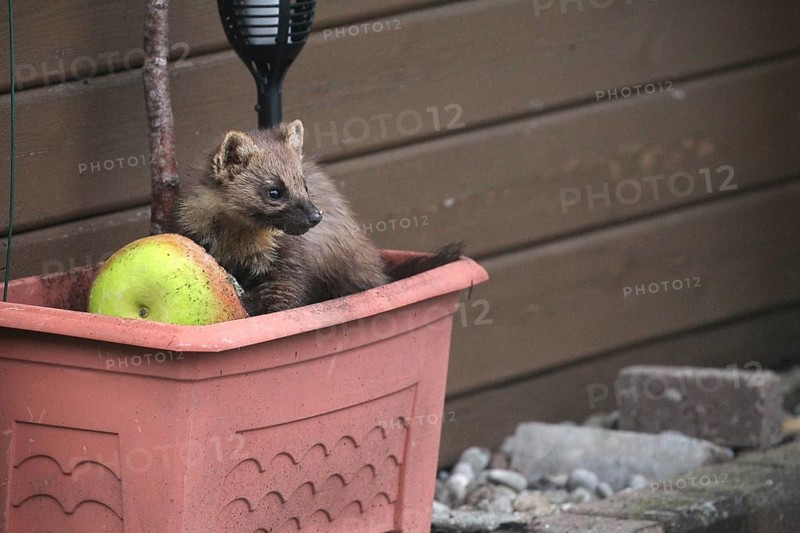 European pine marten