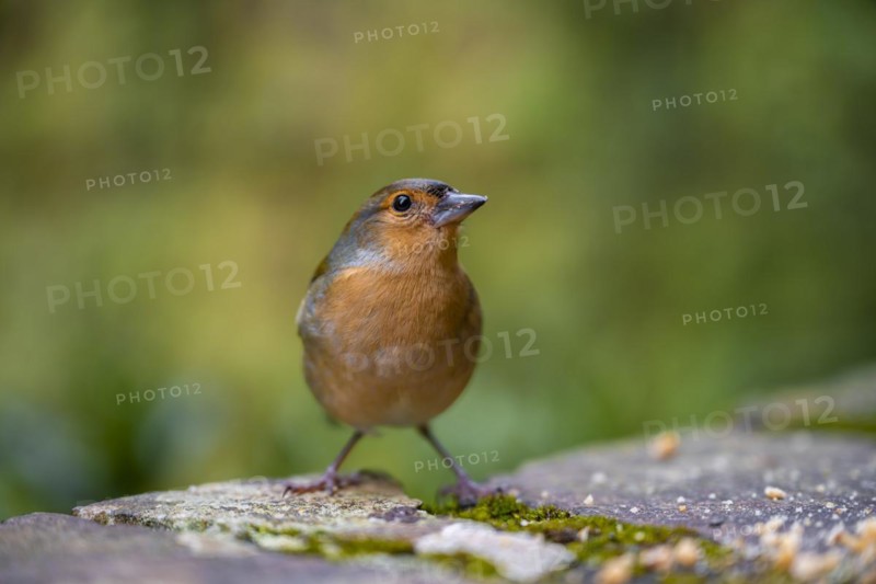 Madeiran chaffinch