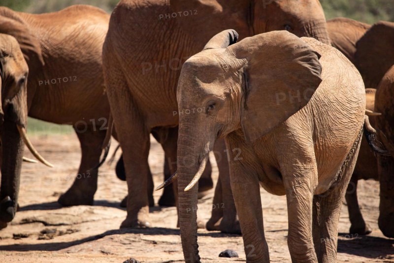 Herd of elephants at the waterhole in the savannah of East Africa, red elephants in the gene of Tsavo West National Park, Kenya, Africa