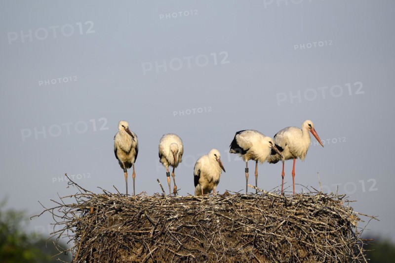 White Stork
