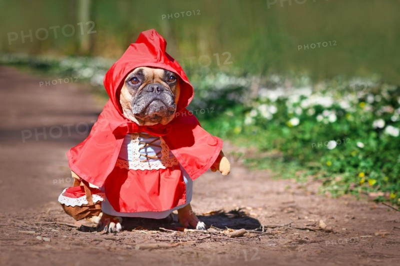 French Bulldog dos dressed up as fairytale character Little Red Riding Hood with full body costumes with fake arms wearing basket in forest