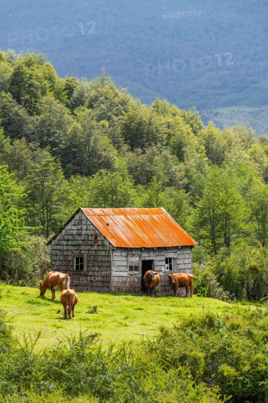 Cows grazing in front of a wooden house covered with shingles, Cerro Castillo National Park, Aysen, Patagonia, Chile, South America