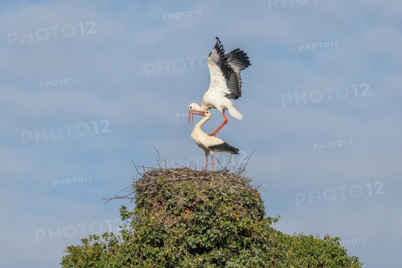 Pair of white stork