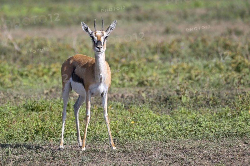 Serengeti thomsons gazelle