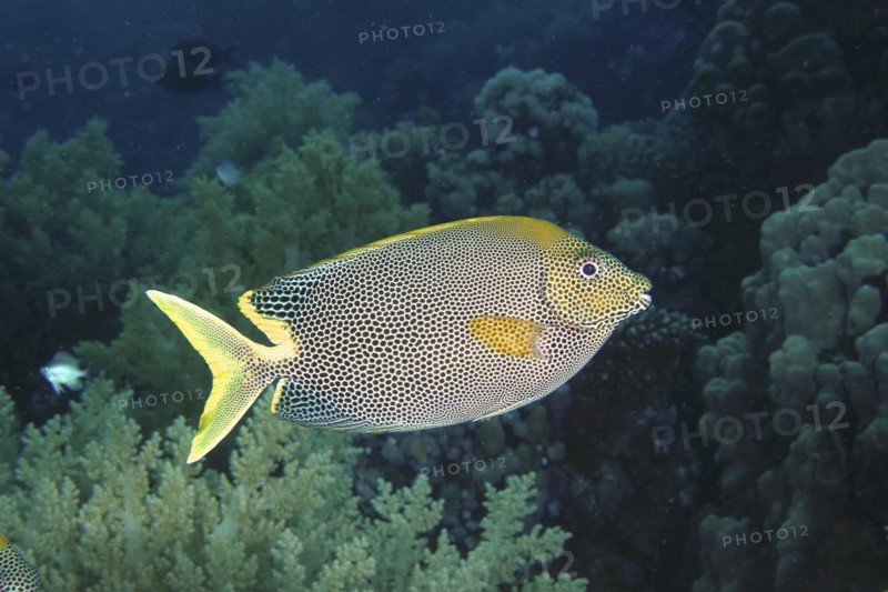 Spotted rabbitfish