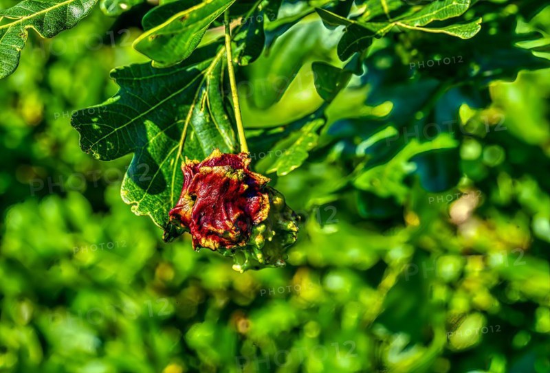 Red knobber gall of the knobber gall wasp