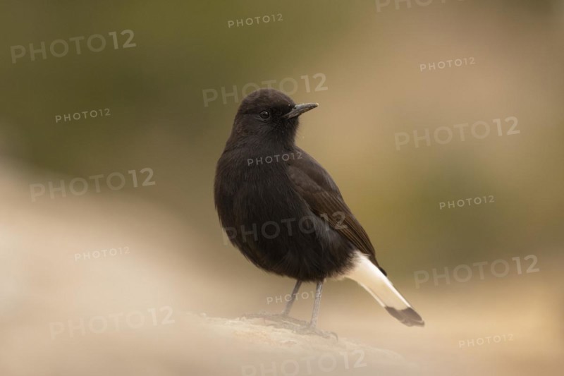 Black Wheatear