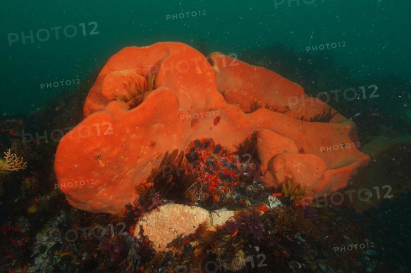 Orange wall sponge