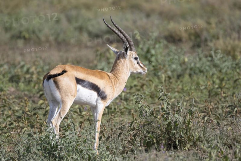 Serengeti thomsons gazelle