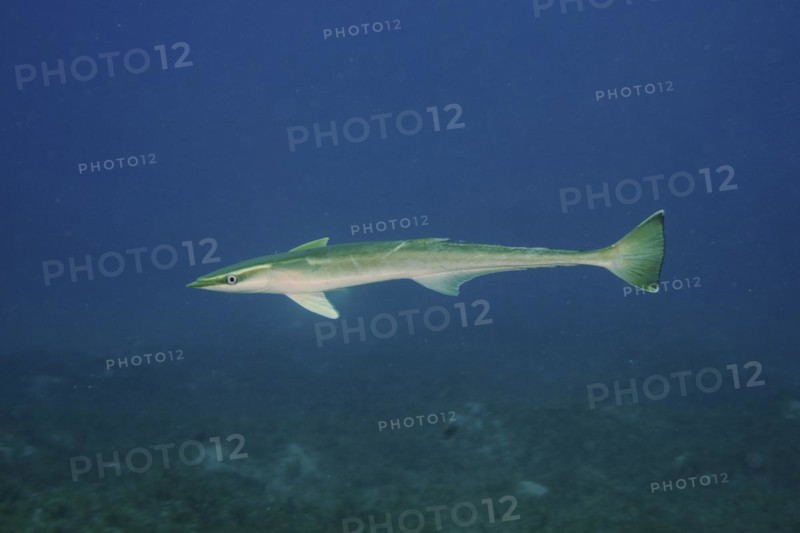 Free floating common remora