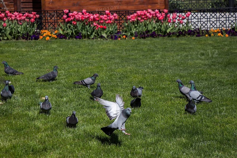 Pigeons on a green lawn in a city park