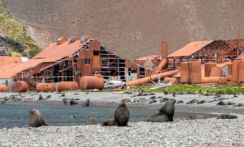 Sea Bears off South Georgia Whaling Station Stromness Bay