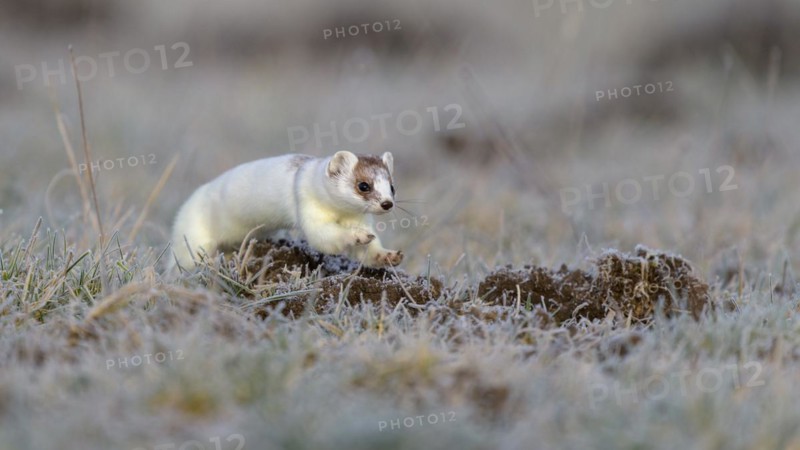 Stoat