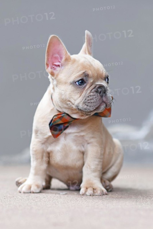 7 weeks old lilac fawn colored French Bulldog dog puppy wearing a bow tie sitting in front of gray wall
