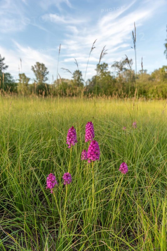 Pyramidal orchid in a meadow in spring. Alsace, France, Europe