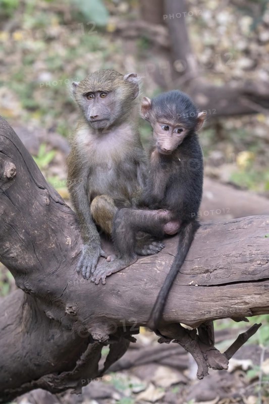 Olive baboon