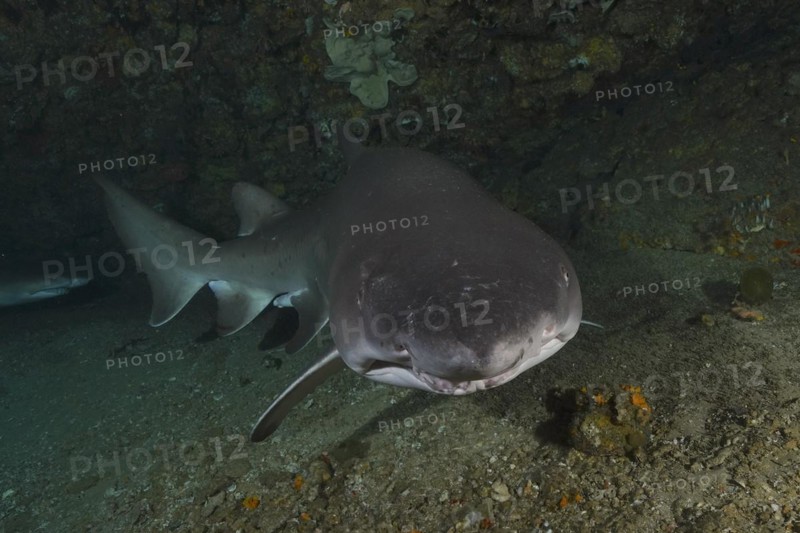 Portrait of sand tiger shark