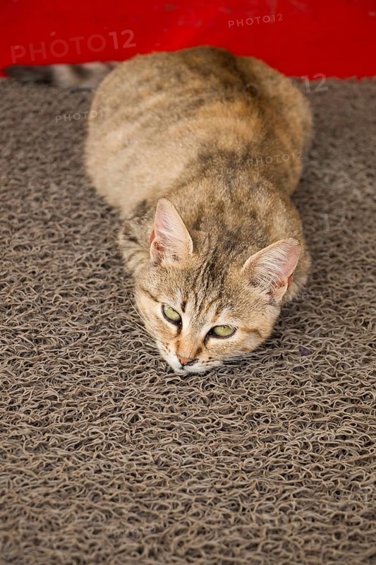 Stray cat seen in the street of the city