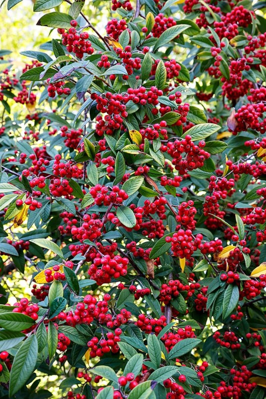 Cotoneasters