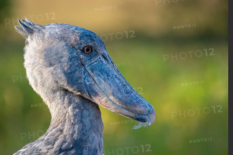 Shoebill