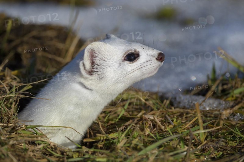Stoat