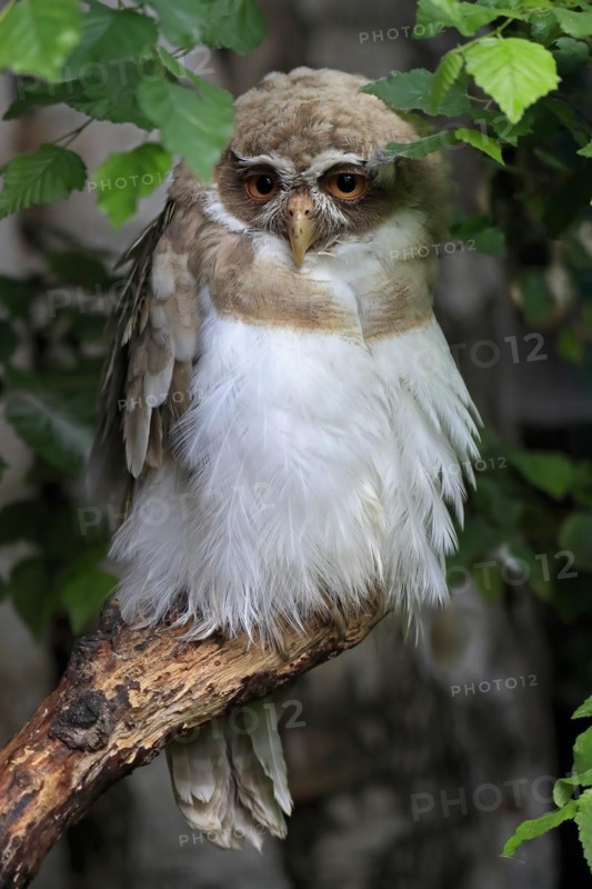 Spectacled Owl