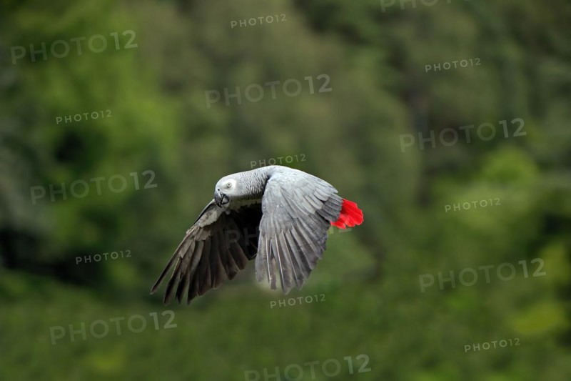 Grey parrot