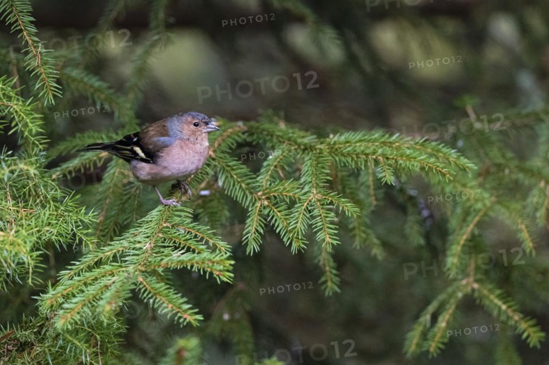 Common chaffinch