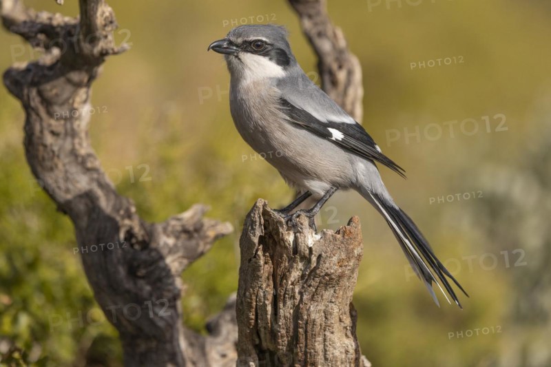Southern grey shrike