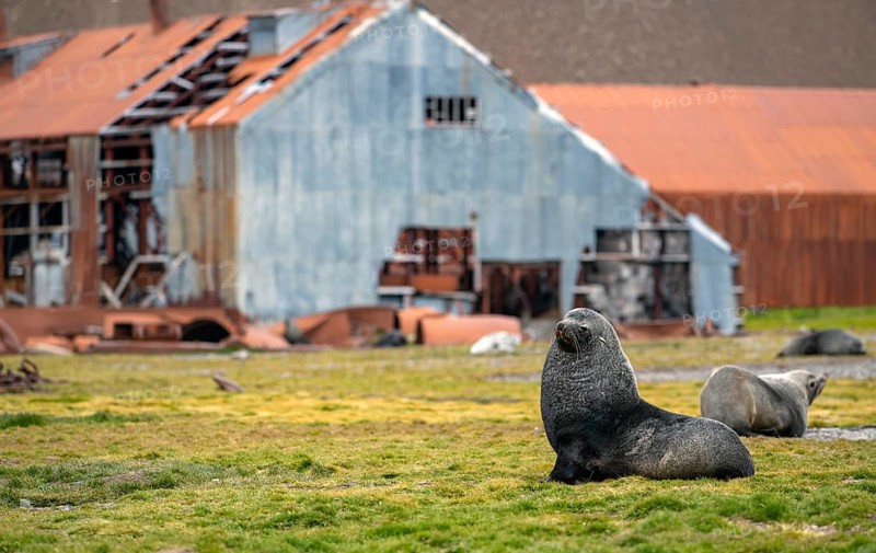 Sea Bears off South Georgia Whaling Station Stromness Bay