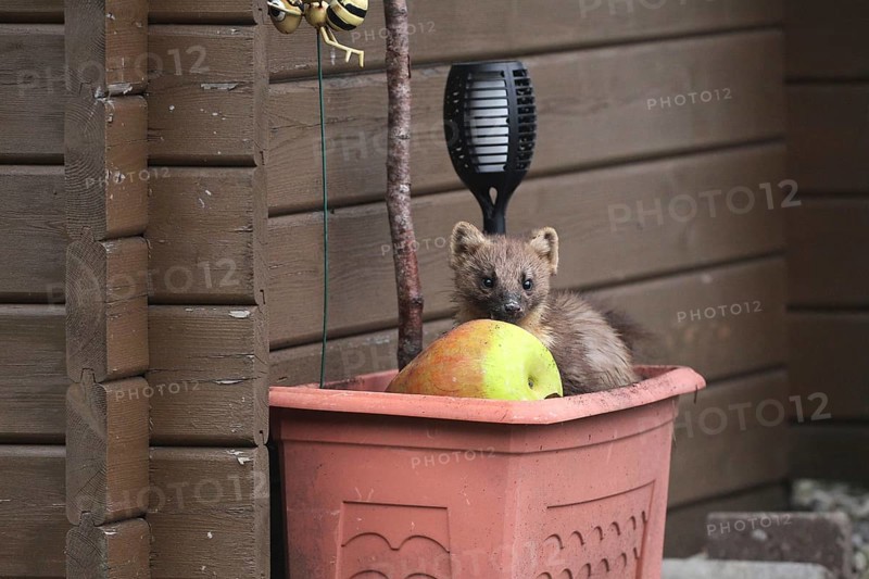 European pine marten