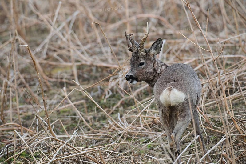 European roe deer