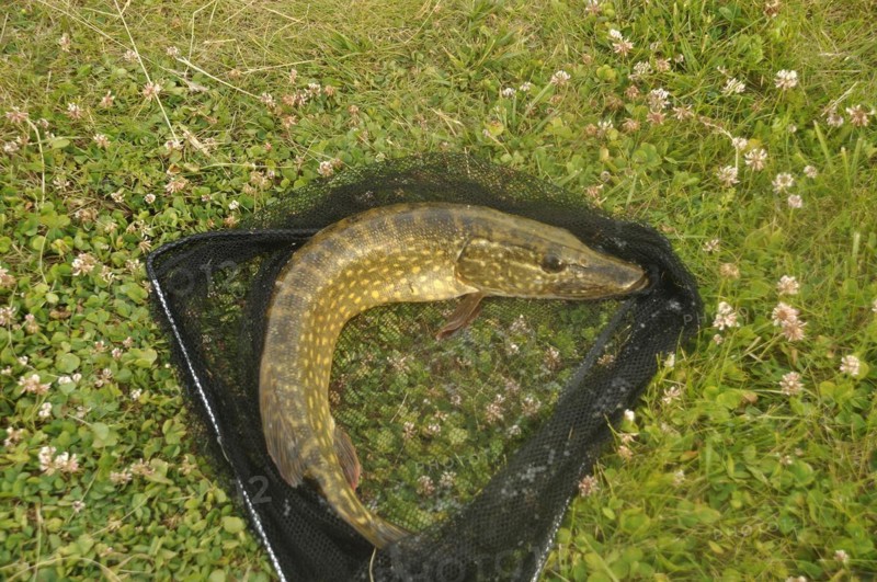 Pike in a landing net
