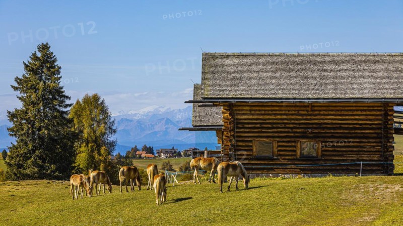 Alpine huts and grazing Haflinger horses
