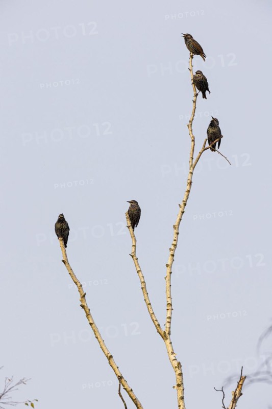 Common starling