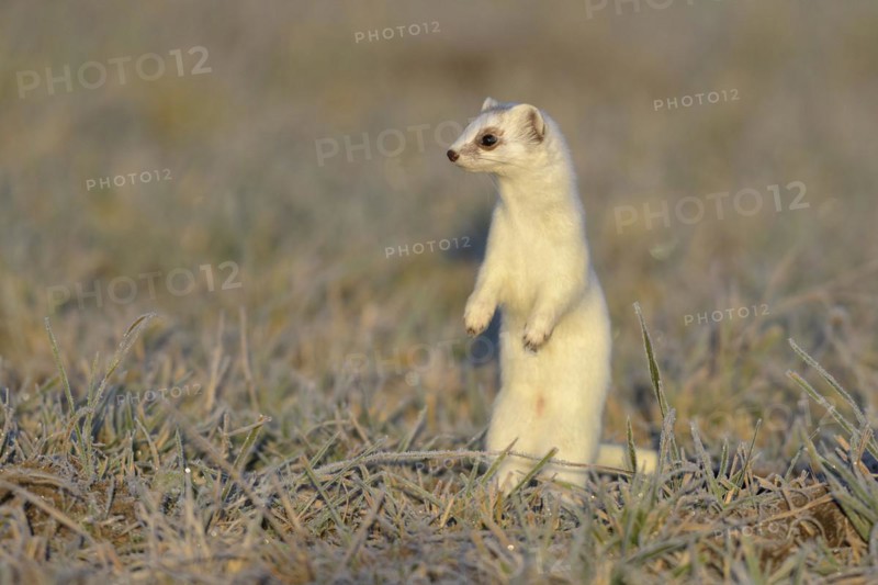 Stoat