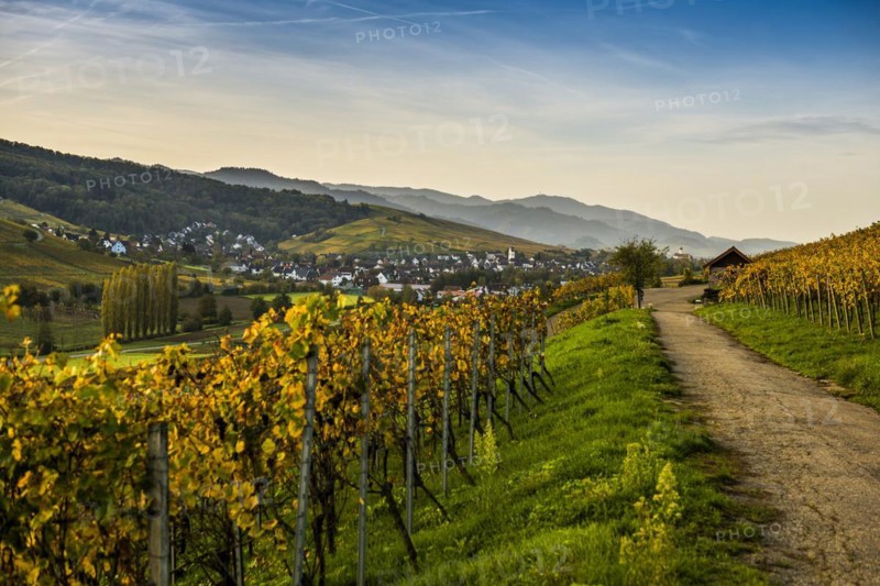 Village and autumn coloured vineyards, sunrise, Pfaffenweiler, near Freiburg im Breisgau, Markgraeflerland, Black Forest, Baden-Wuerttemberg, Germany, Europe
