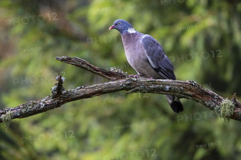 Common wood pigeon
