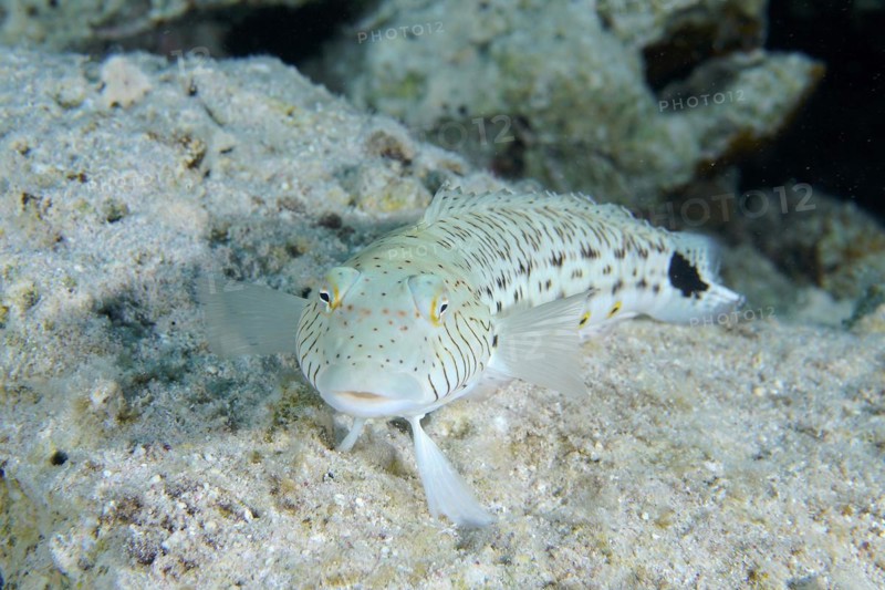 Portrait of tailspot sandbar