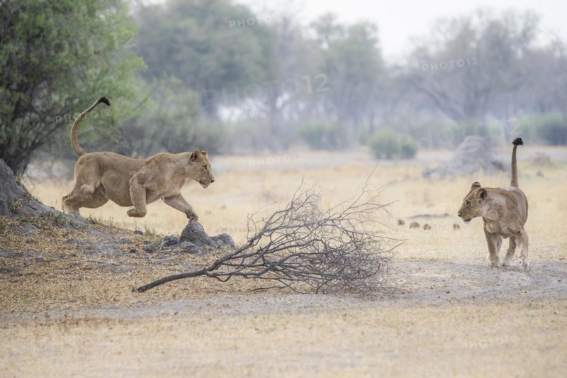 Lioness attacks a second lioness from left to right jumping.