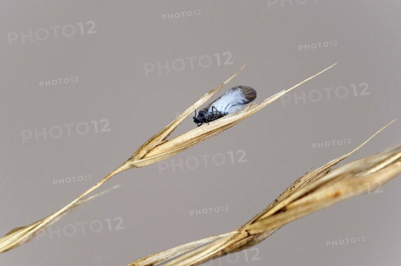 Winged imago of the woolly beech aphid