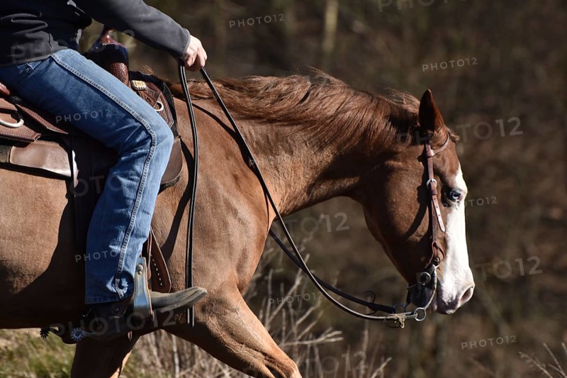 Close-up of the head and neck with headstall and reins of a western horse of the breed American Quarter Horse during training in the riding arena in late winter, chestnut coloured horse with large mark on the head and one blue eye, Rhineland-Palatinate, Germany, Europe