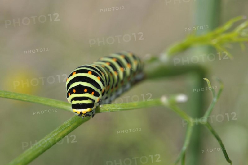 Swallowtail caterpillar on a fennel plant