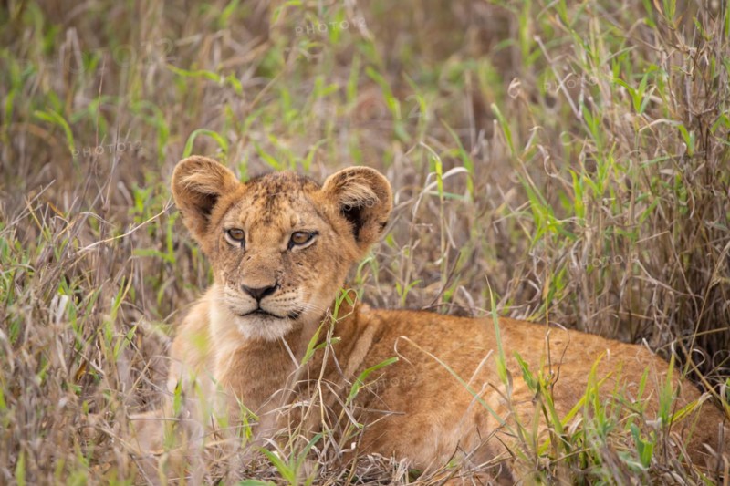 Lion cub lying in the grass, Taita Hills Wildlife Sanctuary, Kenya, Africa