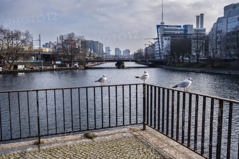 Seagulls on Rolandufer, Berlin, Germany, Europe