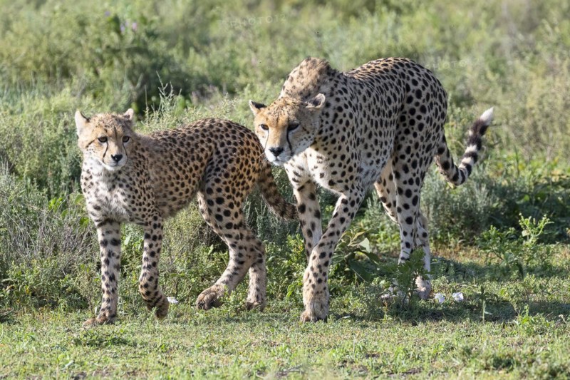 Cheetah