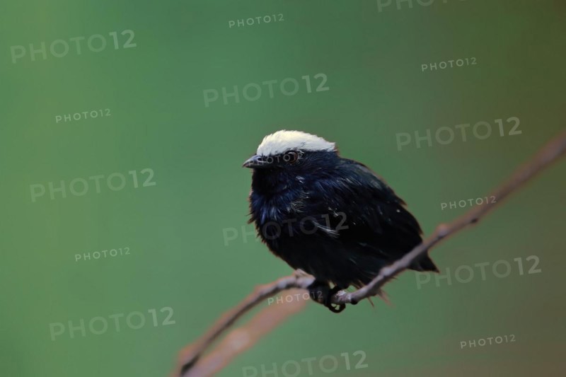 White-crowned pipra