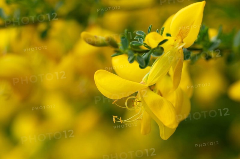 Common broom