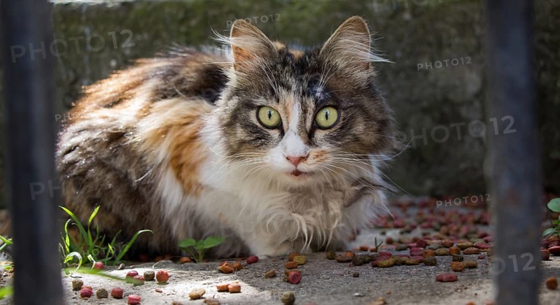 Stray cat seen in the street of the city